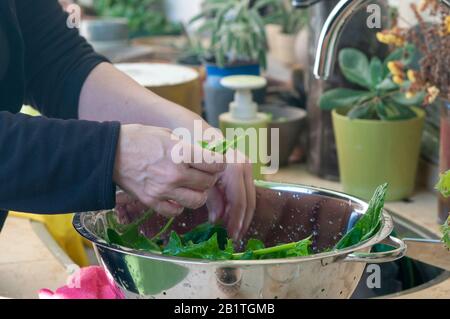 Unidentifizierte Frau wäscht frisch gepflückte grüne Spinatblätter (Spinacia oleracea) Stockfoto