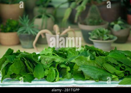 Essbare Blätter von Spinach (Spinacia oleracea) werden nach der Ernte und dem Waschen auf einem Tuch im Freien getrocknet, um die Lagerung vorzubereiten Stockfoto