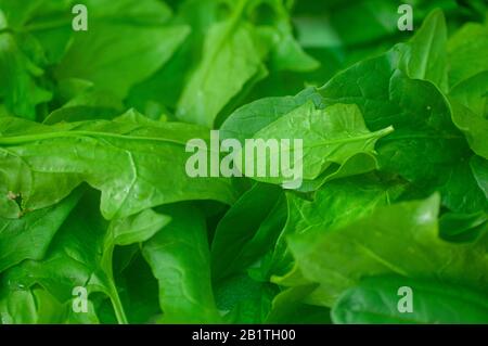 Essbare Blätter von Spinach (Spinacia oleracea) werden nach der Ernte und dem Waschen auf einem Tuch im Freien getrocknet, um die Lagerung vorzubereiten Stockfoto