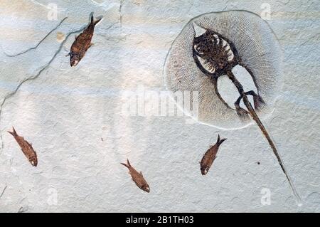 Stingray Fossil (Heliobatis Radians) & Diplomystus dentatus, Green River Formation, von Dominique Braud/Dembinsky Photo Assoc Stockfoto