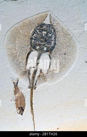 Stingray Fossil (Heliobatis Radians) & Diplomystus dentatus, Green River Formation, von Dominique Braud/Dembinsky Photo Assoc Stockfoto