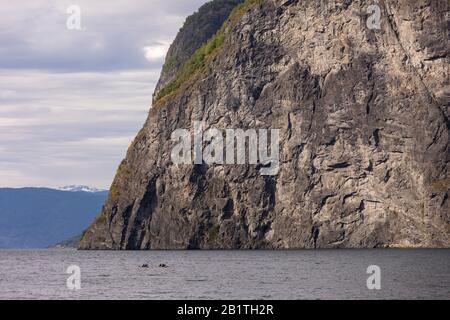 Undredal, NORWEGEN - Zwei Kajaks in der Nähe von Klippe am Aurlandsfjod-Fjoden-Fjord. Stockfoto