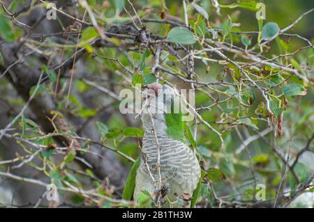Alexandrine Sittakeet (Psittacula eupatria), auch bekannt als Alexandrine Papagei Dieses Parakeet hat ferale Populationen in verschiedenen Teilen von t Stockfoto