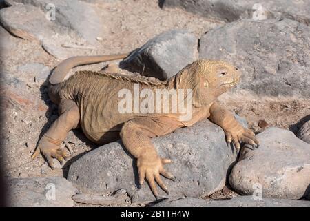 Landen Sie Iguana auf einem Strandfelsen, Santa Fe Island, Galapagos Islands, Ecuador Stockfoto