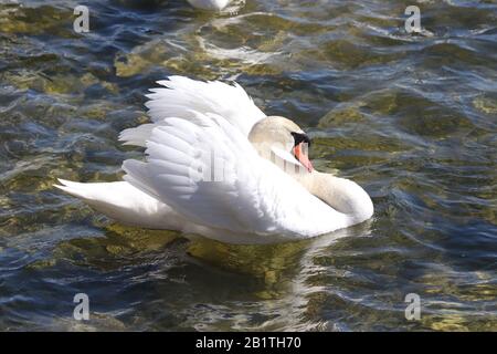 Mute Swans fliegen und landen auf See Stockfoto