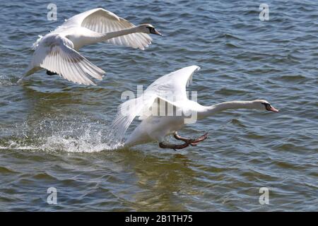 Mute Swans fliegen und landen auf See Stockfoto