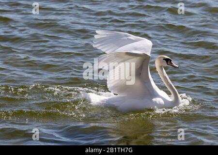 Mute Swans fliegen und landen auf See Stockfoto