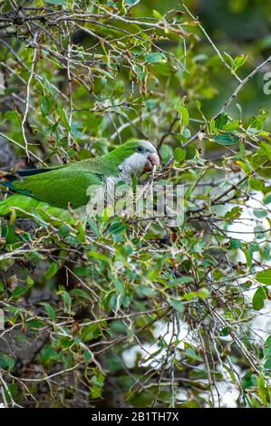 Alexandrine Sittakeet (Psittacula eupatria), auch bekannt als Alexandrine Papagei Dieses Parakeet hat ferale Populationen in verschiedenen Teilen von t Stockfoto