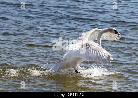 Mute Swans fliegen und landen auf See Stockfoto