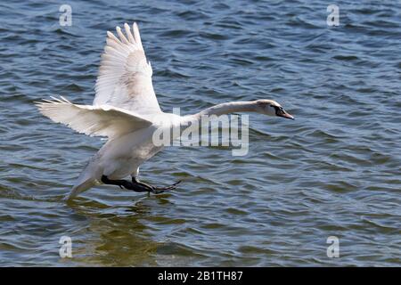 Mute Swans fliegen und landen auf See Stockfoto