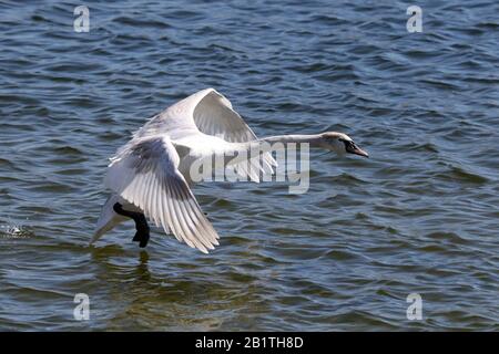 Mute Swans fliegen und landen auf See Stockfoto