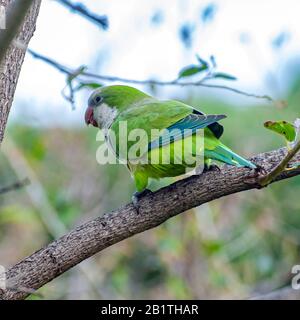 Alexandrine Sittakeet (Psittacula eupatria), auch bekannt als Alexandrine Papagei Dieses Parakeet hat ferale Populationen in verschiedenen Teilen von t Stockfoto