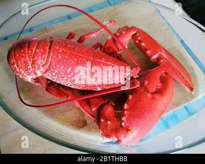 Gekochter französischer Hummer (Homarus gammarus), Bretagne, Frankreich Stockfoto