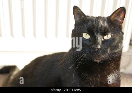 Gesicht einer bezaubernden schwarzen Katze mit grünen Augen auf hellem Hintergrund Stockfoto