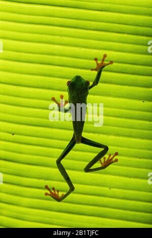 Rot-äugiger Treefrog (Agalychnis callidryas), der in Costa Rica ein hintergrundbeleuchtetes Blatt hochklettert Stockfoto