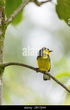 Ein Ausgestellter Redstart (Myioborus torquatus) thront in einem Baum im Hochland von Costa Rica Stockfoto