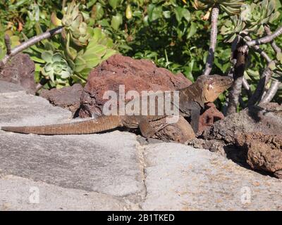 Gran Canaria Riesenechse (Gallotia stehlini) (Botanischer Garten, Las Palmas de Gran Canaria, Gran Canaria, Provinz Las Palmas, Spanien) Stockfoto