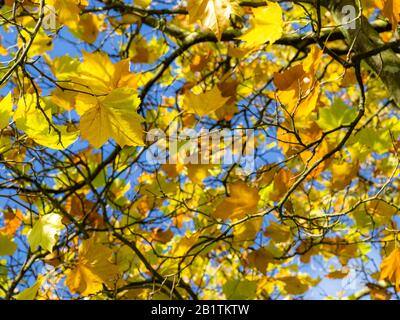 Blick durch die leuchtend gelben Herbstblätter eines Ahorns oder Acer Baums auf einen blauen Himmel Stockfoto