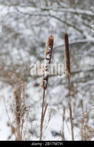 Ein Bulrush staubte im Februar 2019 auf den schneebedeckten Feldern in der Nähe von Haydon, Taunton, Somerset, England, Großbritannien mit Schnee Stockfoto