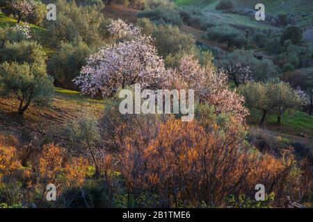 Frühlingsfarben in Andalusien, Spanien Stockfoto