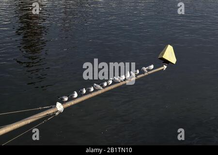 Eine Reihe von Möwen auf einem Zaun. Stockfoto