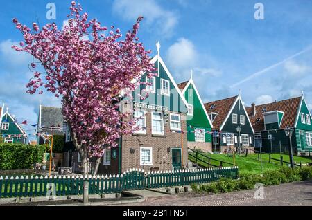 Traditionelle holland-holzhäuser und Kirschblütenbaum mit rosafarbener Blume in Marken, Niederlande. Sakura-Baum in Nordholland. Stockfoto