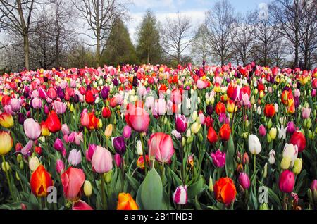 Tulpen verschiedener Farben im Keukenhof Park, Niederlande Stockfoto