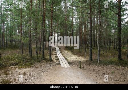 Holzpfad über Sumpf im Great Kemeri Bog Boardwalk, Lettland, Europa. Blick auf die schöne Natur im Sumpf - Nadelbäume, Moos, Teiche in Europa Stockfoto