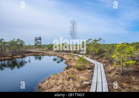 Holzpfad über Sumpf im Great Kemeri Bog Boardwalk, Lettland, Europa. Blick auf die schöne Natur im Sumpf - Nadelbäume, Moos, Teiche, Seen Stockfoto