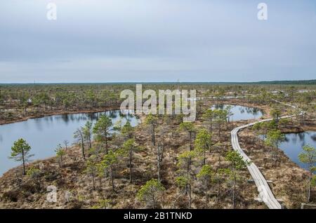 Holzpfad über Sumpf im Great Kemeri Bog Boardwalk, Lettland, Europa. Blick auf die schöne Natur im Sumpf - Nadelbäume, Moos, Teiche, Seen Stockfoto