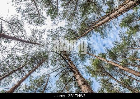 Blick auf die Baumkronen von unten, Lettland. Grüne Kronenbäume sehen von unten in den Himmel. Grüne Baumkrone gegen den Himmel. Blick auf den Himmel Stockfoto