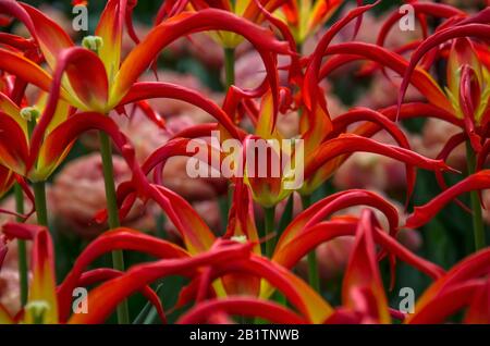 Ungewöhnliche feurige Spinne mit Tulpen, roten und orangefarbenen Tulpen im Garten. Tiefrote Tulpe mit weit geöffneten Kronblättern am Keukenhof Park. Stockfoto