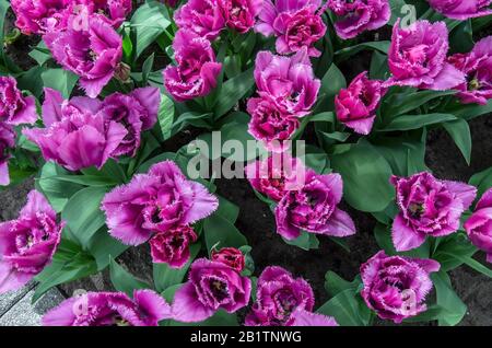 Draufsicht über viele violette Tulpen mit grünen Blättern. Wunderschöner Blumenhintergrund, Textur. Ansicht von oben. Natur-Bouquet aus lila Tulpen Stockfoto