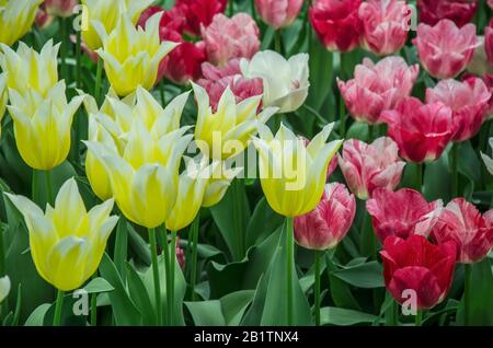 Gelbe und rote Tulpen wachsen und blühen im Garten. Wunderschöner Blumenstrauß mit Tulpen. Bunte Tulpen. Stockfoto