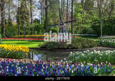 Blick auf die kleine Spielzeugwindmühle in der Nähe eines Kanals, der von blauen, violetten, gelben, roten Blumen im Keukenhof Park, Niederlande, umgeben ist. Symbole von Holland Stockfoto