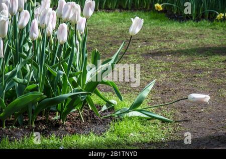 Tulpen wachsen im Garten. Einsame gefallene Tulpenblume in der Nähe einer Gruppe von Tulpen. Weiße Tulpen blühen. Stockfoto