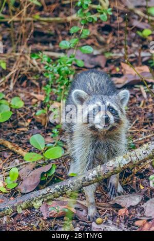 Nahaufnahme des Raccoons (Procyon Lotor) in J.N. Ding Darling National Wildlife Refuge. Insel Sanibel. Florida. USA Stockfoto