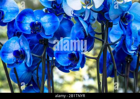 Blumenstrauß mit wunderschönen blauen Orchideen. Schönes Geschenk, Geschenk. Elegante Blumenblüte Stockfoto