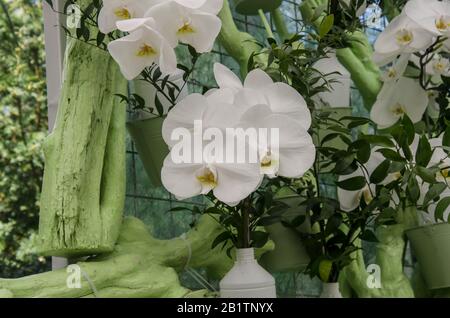 Blumenstrauß mit schönen weißen Orchideen. Schönes Geschenk, Geschenk. Eleganz Blumen blühen im Garten mit grünem Hintergrund. Stockfoto
