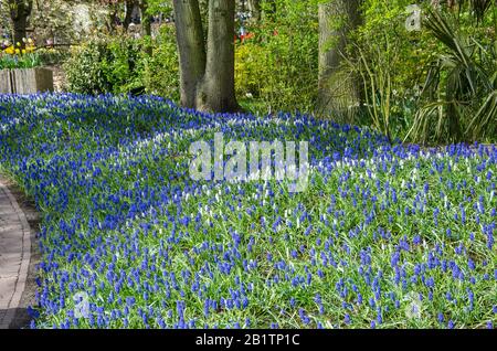 Weiße und blaue Traubenhyazinthen im Keukenhof Park. Rasen mit blauen und weißen kleinen Blumen. Stockfoto