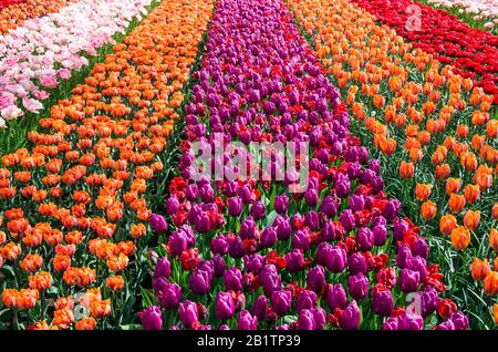 Schöne bunte Tulpen im Garten. Rote, orangefarbene, violette, rosafarbene Tulpen. Blumenhintergrund, Blumenbanner oder Panorama. Blumen blühen. Niederlande. Stockfoto