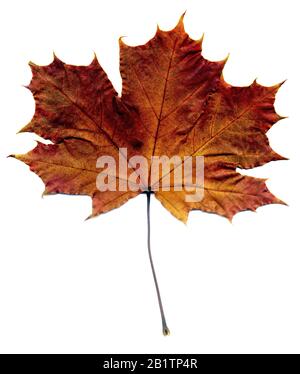Hochdetailliertes Herbst-Ahorn-Blatt, Makrohintergrund. Stockfoto