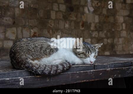 Katze schläft auf einer Bank. Weiß mit brauner Tabby-Katze. Stockfoto