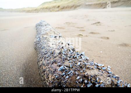 Muscheln auf Treibholz am Atlantikstrand im Winter. Stockfoto