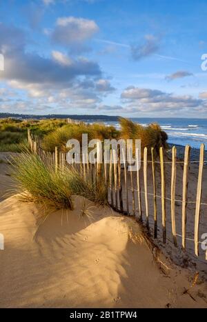 Sanddünen am Rande von Westward Ho! Strand, Teil der North Devon Coast Gebiet von außergewöhnlicher Schönheit und UNESCO Biosphärenreservat, Gräser, Sand, Großbritannien Stockfoto