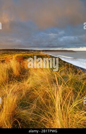 Sanddünen am Rande von Westward Ho! Strand, Teil der North Devon Coast Gebiet von außergewöhnlicher Schönheit und UNESCO Biosphärenreservat, Gräser, Sand, Großbritannien Stockfoto