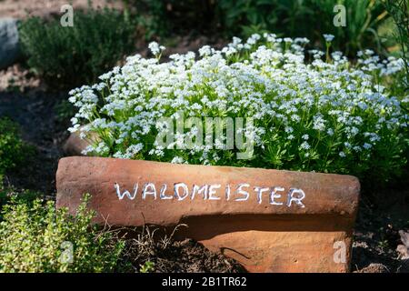 Alter Dachziegel aus Terrakotta, der als Zeichen für Galium odoratum (deutsch: Waldmeister) in einem Kräutergarten recycelt wurde. Stockfoto
