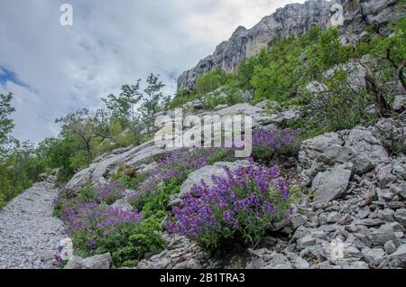 Felsiger Weg zum Gipfel des Berges, Kroatien, Nationalpark Paklenica, Straße nach Manita pec. Malerische Berglandschaft. Bergstraße im Wald. Stockfoto