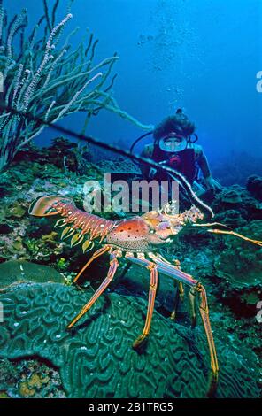 Sporttaucher hinter einem karibischen Spiny Lobster (Panulirus argus), Curacao Stockfoto