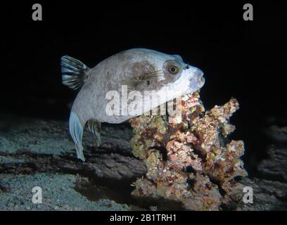 Maskenkugelfisch (Arothron diadematus), Nacht, St. John's Riff, Rotes Meer, Aegypten/Ägypten Stockfoto